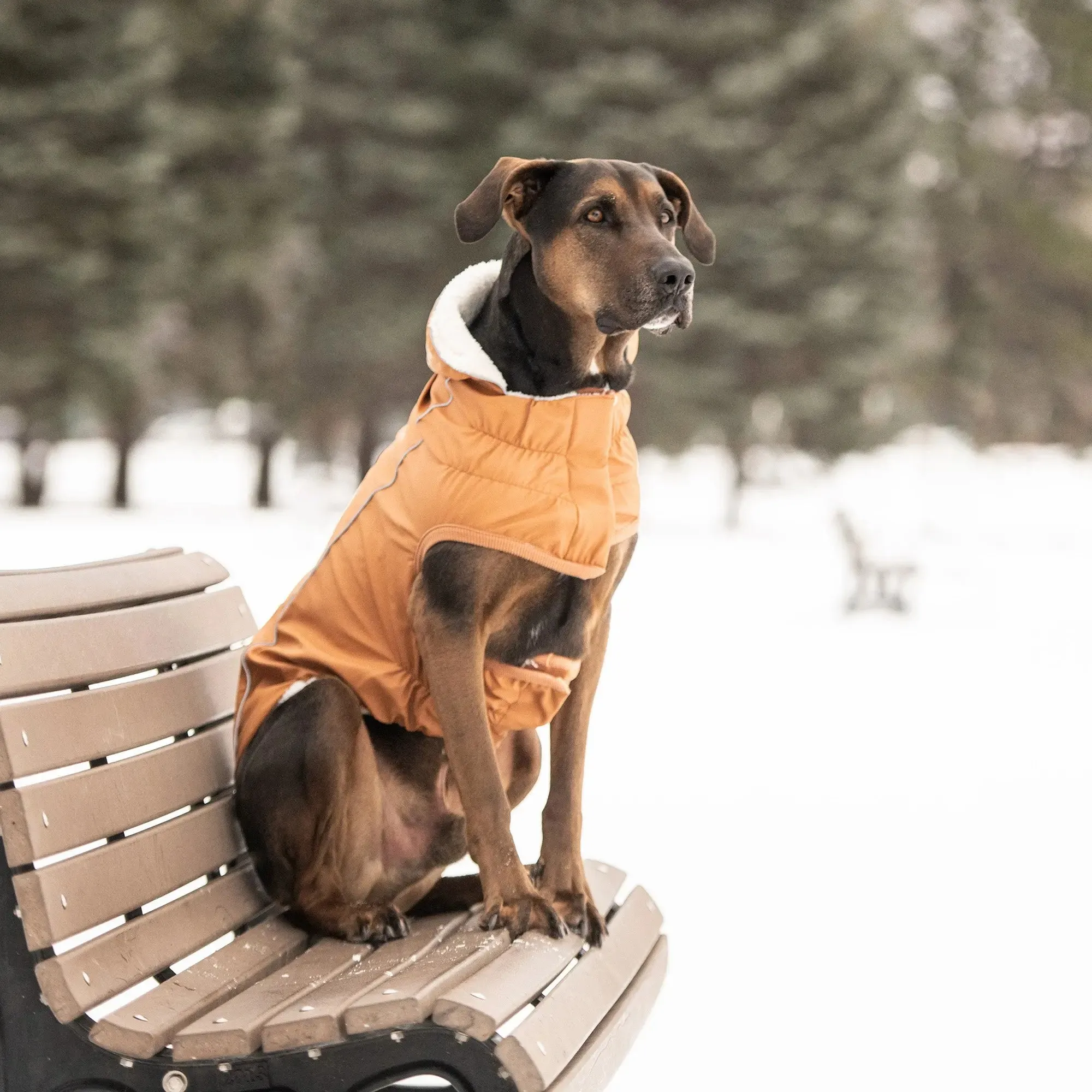 Insulated Dog Raincoat | Hazel